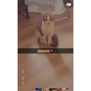 Image of Jellybeans, Lost Cat
