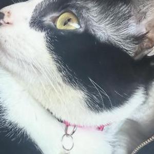 Lost Cat Kitty