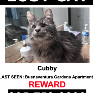 Image of Cubby, Lost Cat