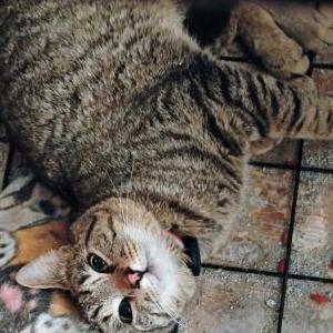 Found Cat Unknown