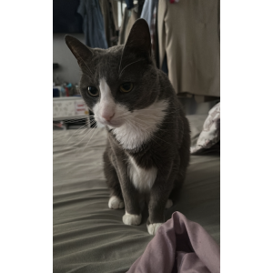 Lost Cat Archie
