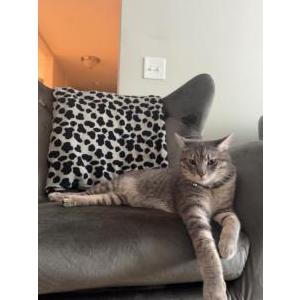 Lost Cat Billy