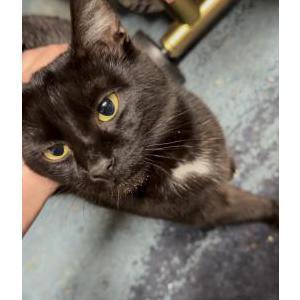 Image of Unknown, Found Cat