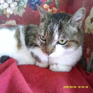 Found Cat Unknown