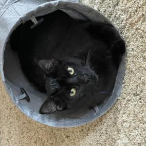 Image of Murphy, Lost Cat