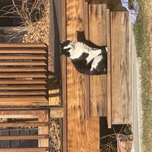 Image of Unknown, Found Cat