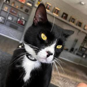Image of Tilt, Lost Cat