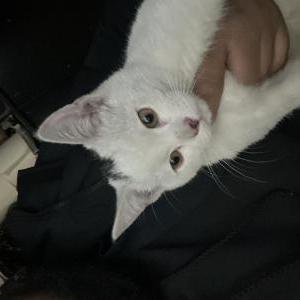 Lost Cat Misifu