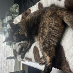 Lost Cat Harley