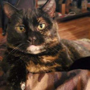 Image of Onyx, Lost Cat