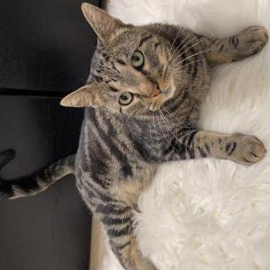 Image of Jack, Lost Cat