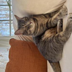Image of Ghost, Lost Cat