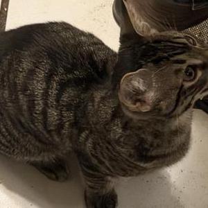 Lost Cat Milo