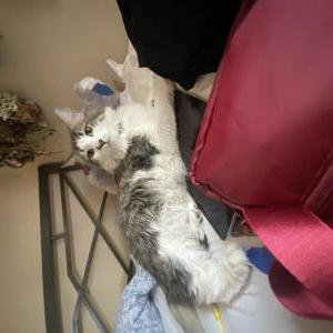 Lost Cat Lizz