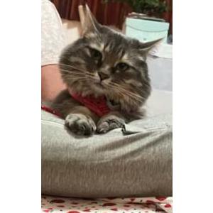 Image of Mamacita, Lost Cat