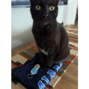 Image of luna, Lost Cat
