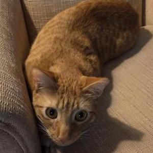 Lost Cat Taco