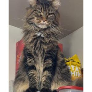 Image of Mooney, Lost Cat