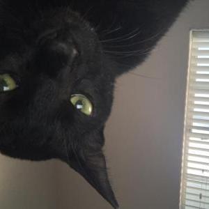 Image of Sochi, Lost Cat