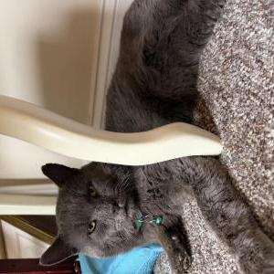 Image of Smokey, Lost Cat