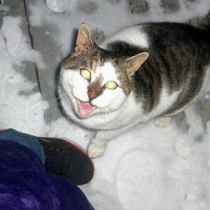 Image of Tabby Boy, Lost Cat
