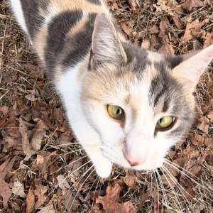 Image of Ashi, Lost Cat
