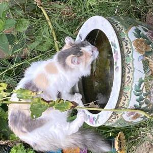 Lost Cat Iris