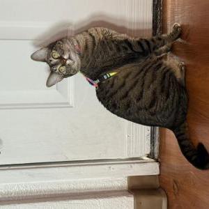 Image of Bianca, Lost Cat