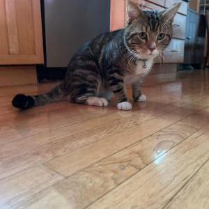 Lost Cat Duck