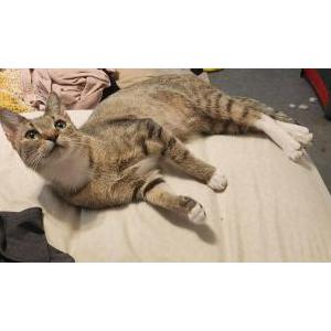 Image of Hazel, Lost Cat