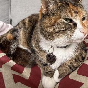 Image of Willow, Lost Cat