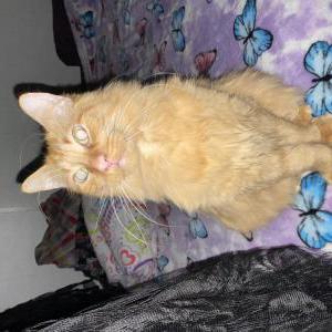 Image of Sherbert, Lost Cat