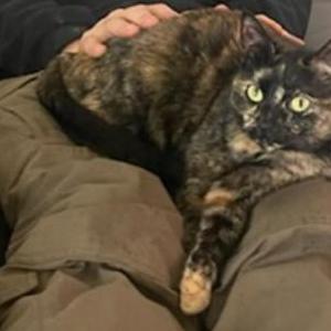 Image of Blaze, Lost Cat