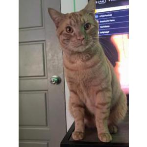 Image of Bubba, Lost Cat