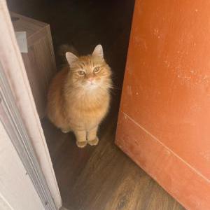 Lost Cat Elly