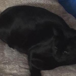 Lost Cat Scout