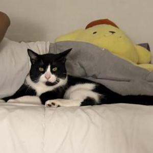 Image of Charlie, Lost Cat