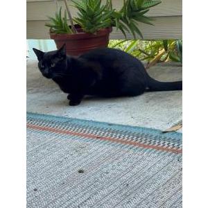 Image of Unknown, Found Cat
