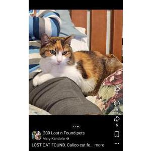 Image of Little Pumpkin, Lost Cat