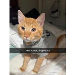 Image of Papi, Lost Cat