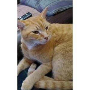 Lost Cat Narly