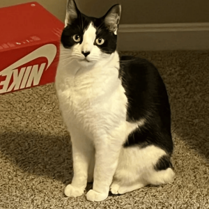 Image of Artie, Lost Cat