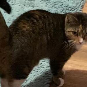 Image of Calypso, Lost Cat