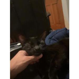 Image of Roger, Lost Cat
