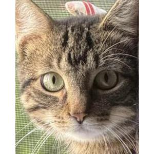 Image of Bubba Clemetson, Lost Cat