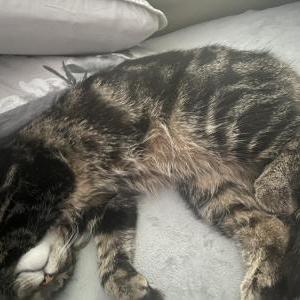 2nd Image of Bubba Clemetson, Lost Cat