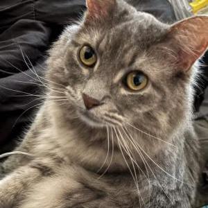 Image of Nina, Lost Cat