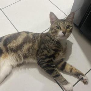 Lost Cat Leo