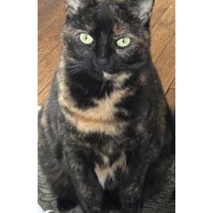 Image of Sage, Lost Cat
