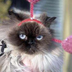 Image of Waffles, Lost Cat